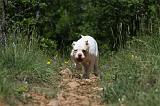 BOULEDOGUE AMERICAIN 048